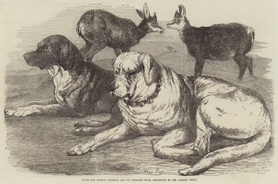 Chamois mâle et femelle, et chiens de St Bernard, appartenant à M. Albert Smith - Harrison William Weir